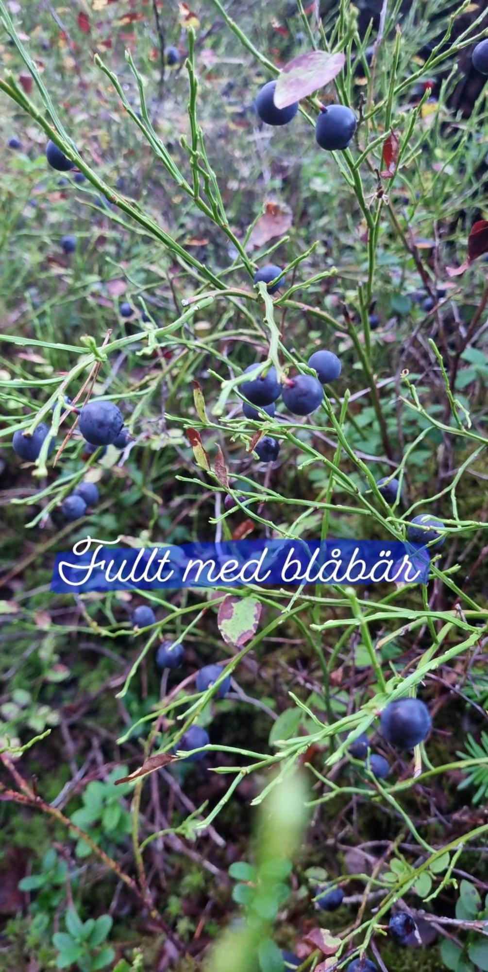 Hyr Rum Pa Oestbo Vittsjö Eksteriør billede